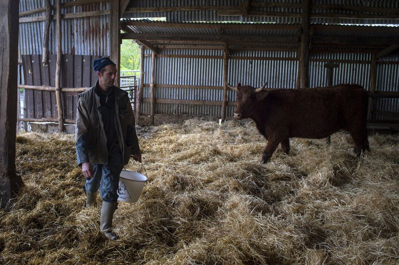 Éleveur de bovins dans son étable 