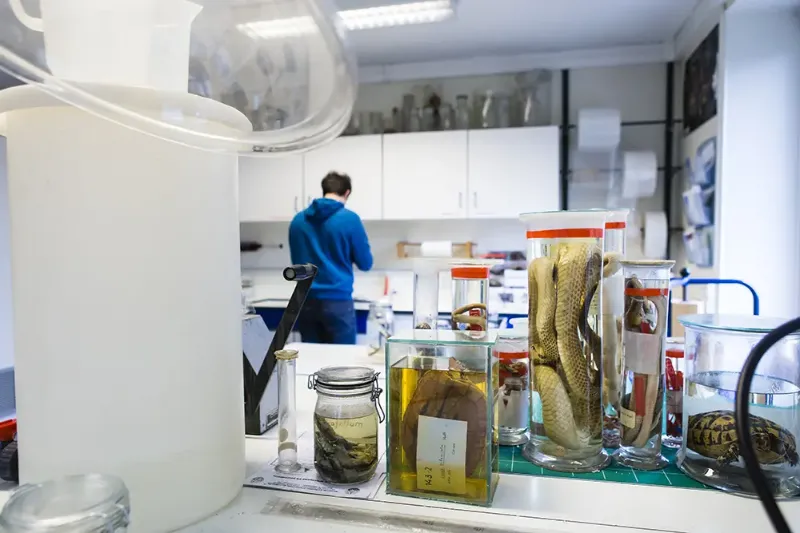 Conservation de reptiles dans du formol au Muséum national d’histoire naturelle