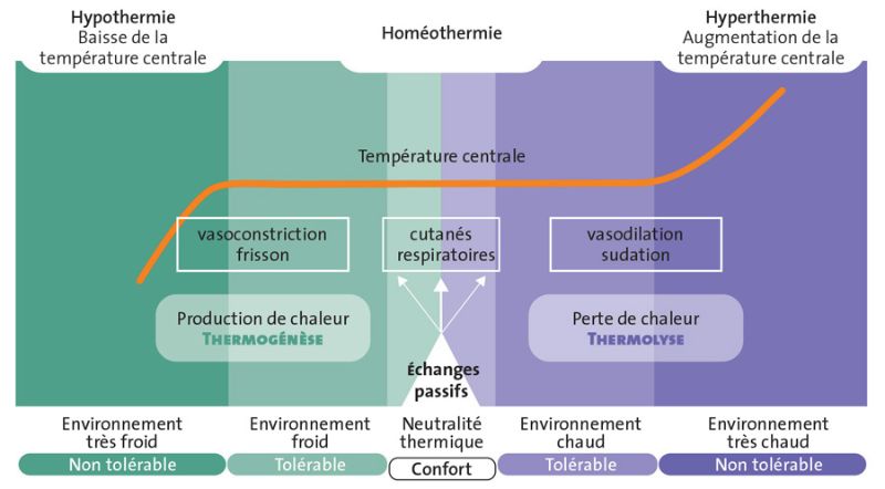 Equilibre des échanges thermiques