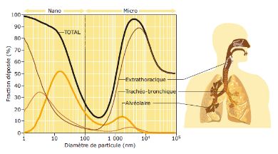 Dépôt total et régional chez l’homme, en fonction du diamètre des particules inhalées