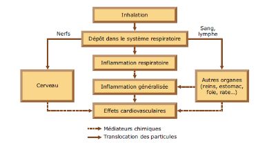 Effets potentiels des nanomatériaux inhalés