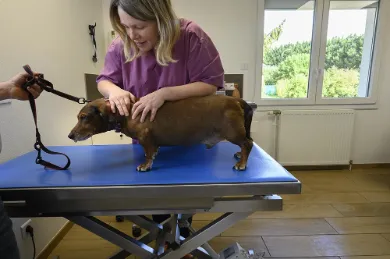 Consultation d'un chien chez le vétérinaire 