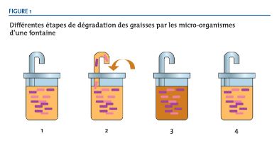 Les différentes étapes de dégradation des graisses par les micro-organismes d'une fontaine