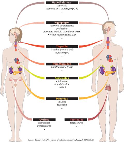 Système endocrinien humain : glandes et principales hormones