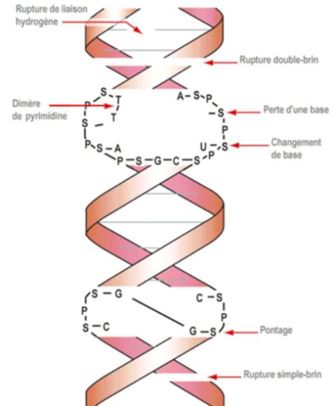 Altérations possibles de l’ADN consécutives à une exposition à des rayonnements ionisants 
