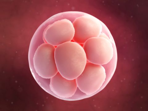 embryon humain dans les premiers stades de son développement