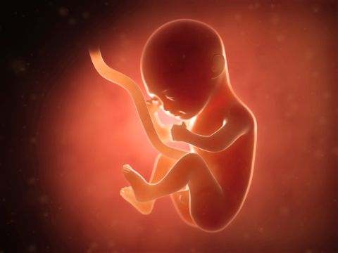 fœtus humain en cours de développement