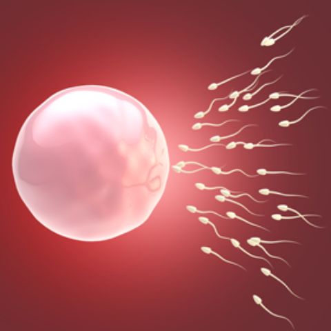 vue microscopique de spermatozoides et d’un ovule