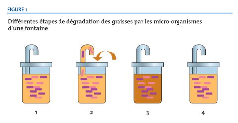 Les différentes étapes de dégradation des graisses par les micro-organismes d'une fontaine