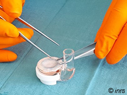 Installation d’un échantillon de peau sur la cellule de diffusion pour évaluer le passage percutané d’une substance chimique