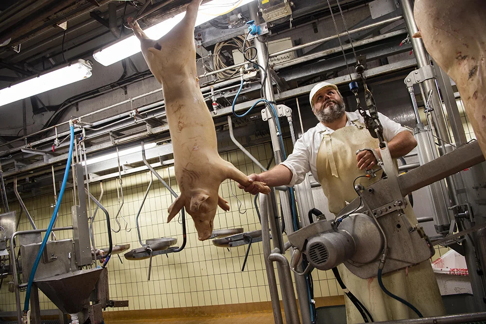 Dans un abattoir