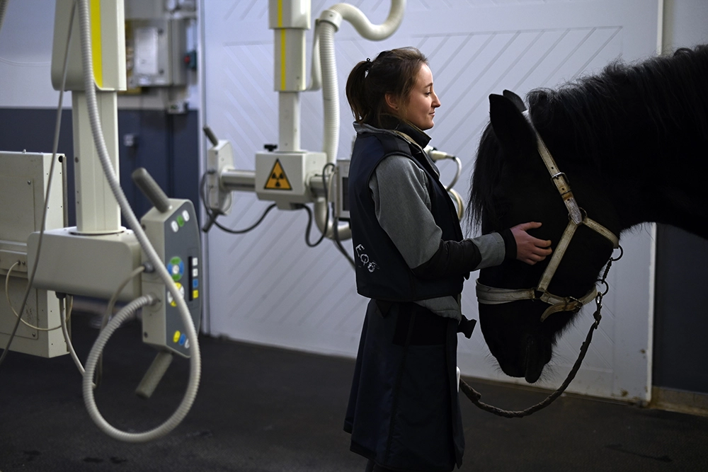 Radiographie d'un cheval qui a perdu beaucoup de poils sans explication