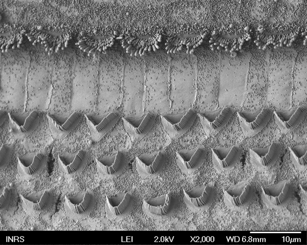 Ototoxicity and NEurotoxicity laboratory 