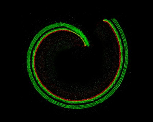 Ototoxicity and NEurotoxicity laboratory 