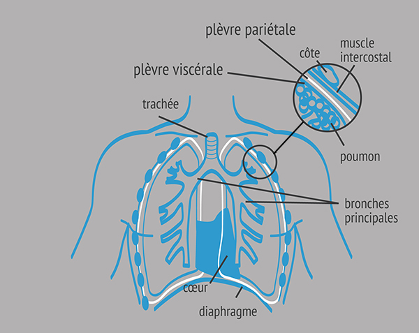 Vue générale de l'appareil respiratoire de l'homme (poumons / plèvre) 