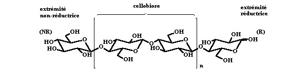 Représentation de la chaîne de cellulose