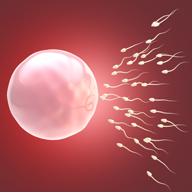 vue microscopique de spermatozoides et d’un ovule